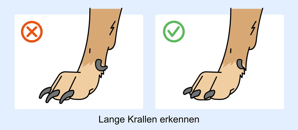 Lange und normale Hundekrallen im Vergleich (Abbildung)